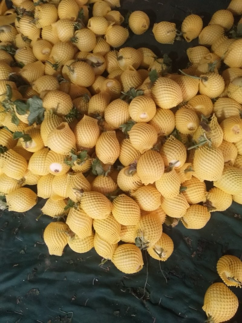 博洋，羊角蜜，绿宝石，花金刚，白瓜，等各种甜瓜大量上市