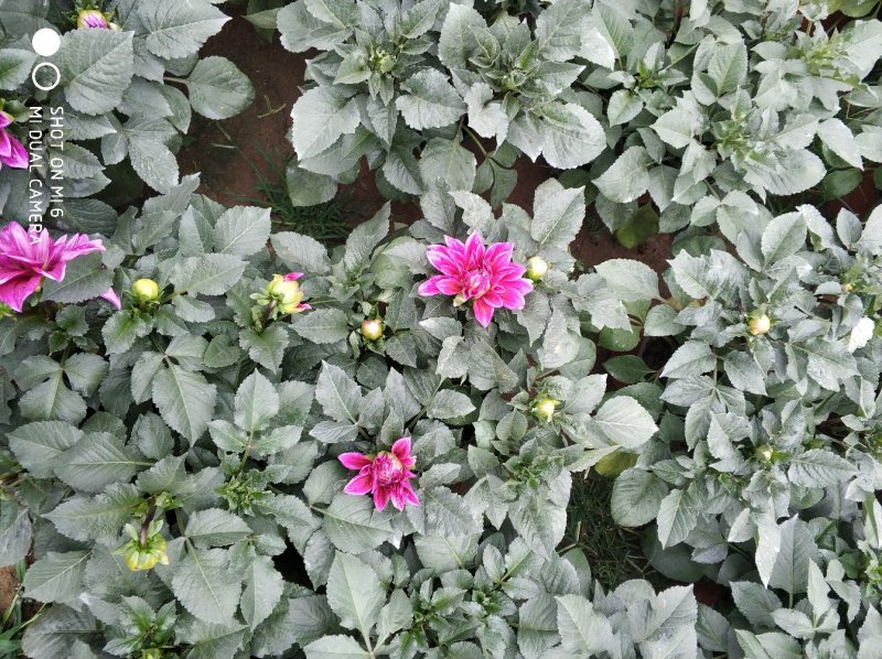 大丽花