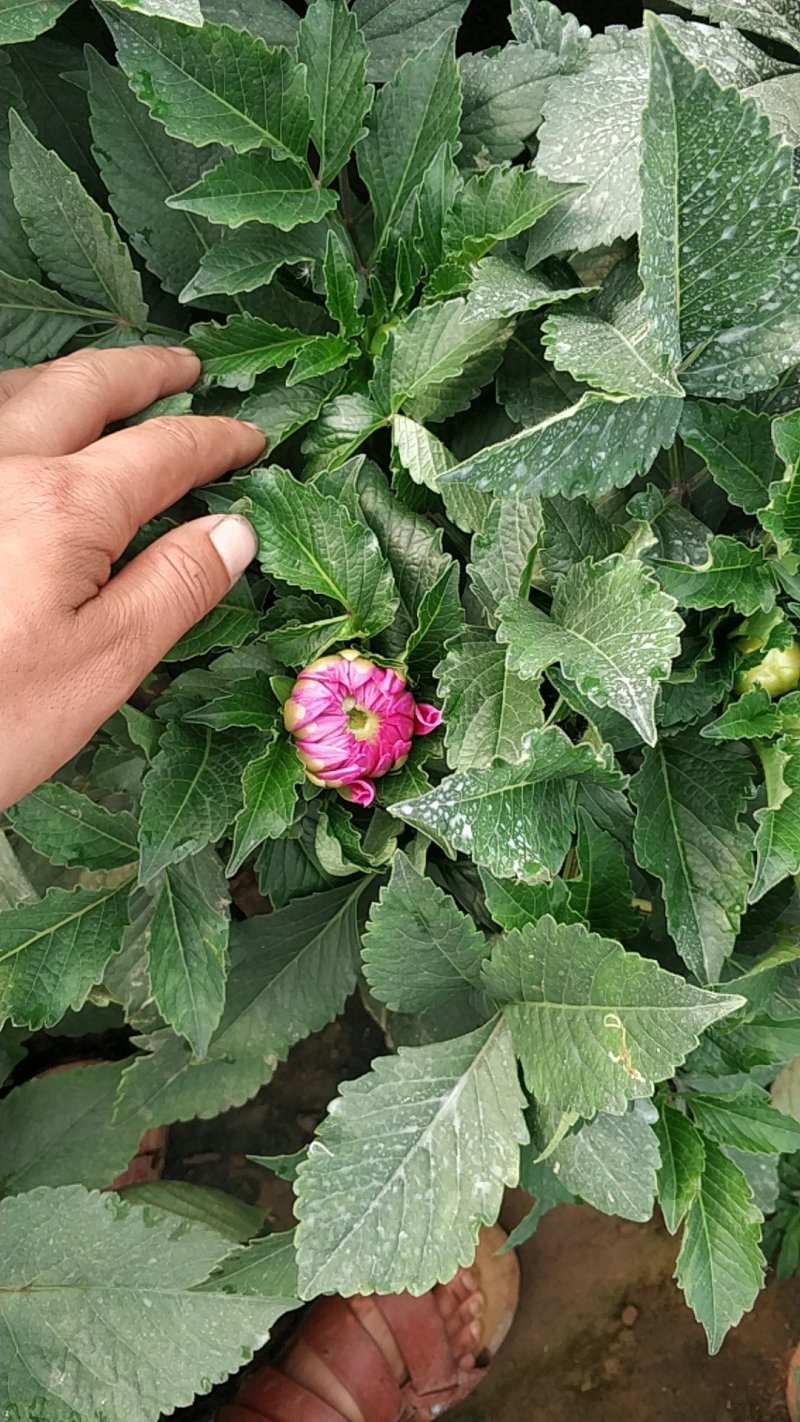 大丽花