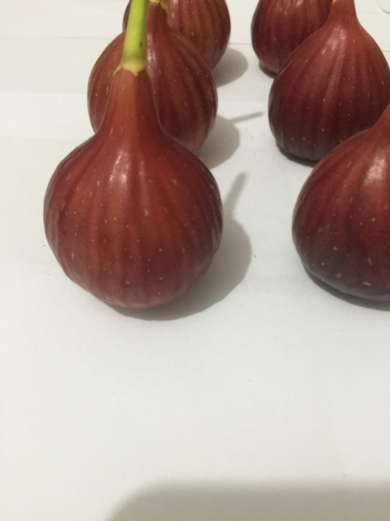波姬红无花果苗1年苗抗病性强管理简单提供技术