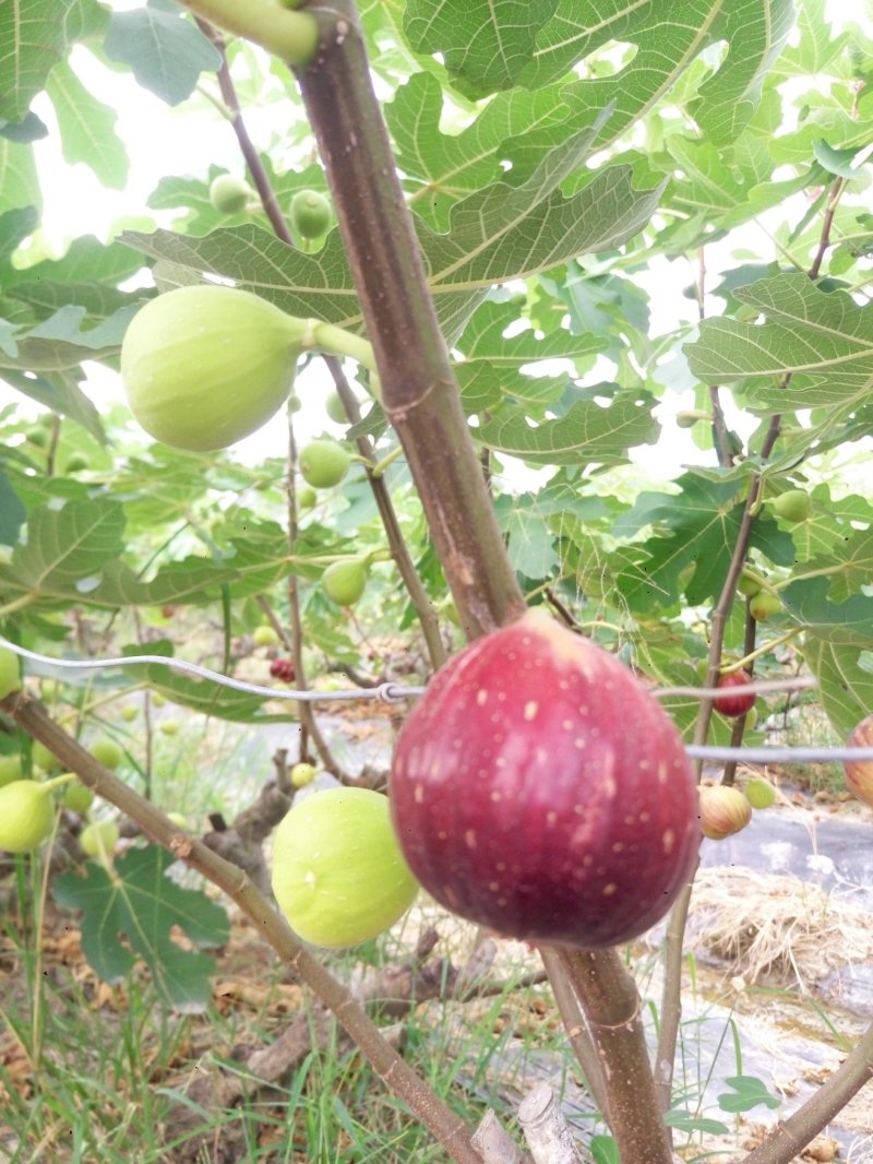 波姬红无花果苗1年苗抗病性强管理简单提供技术