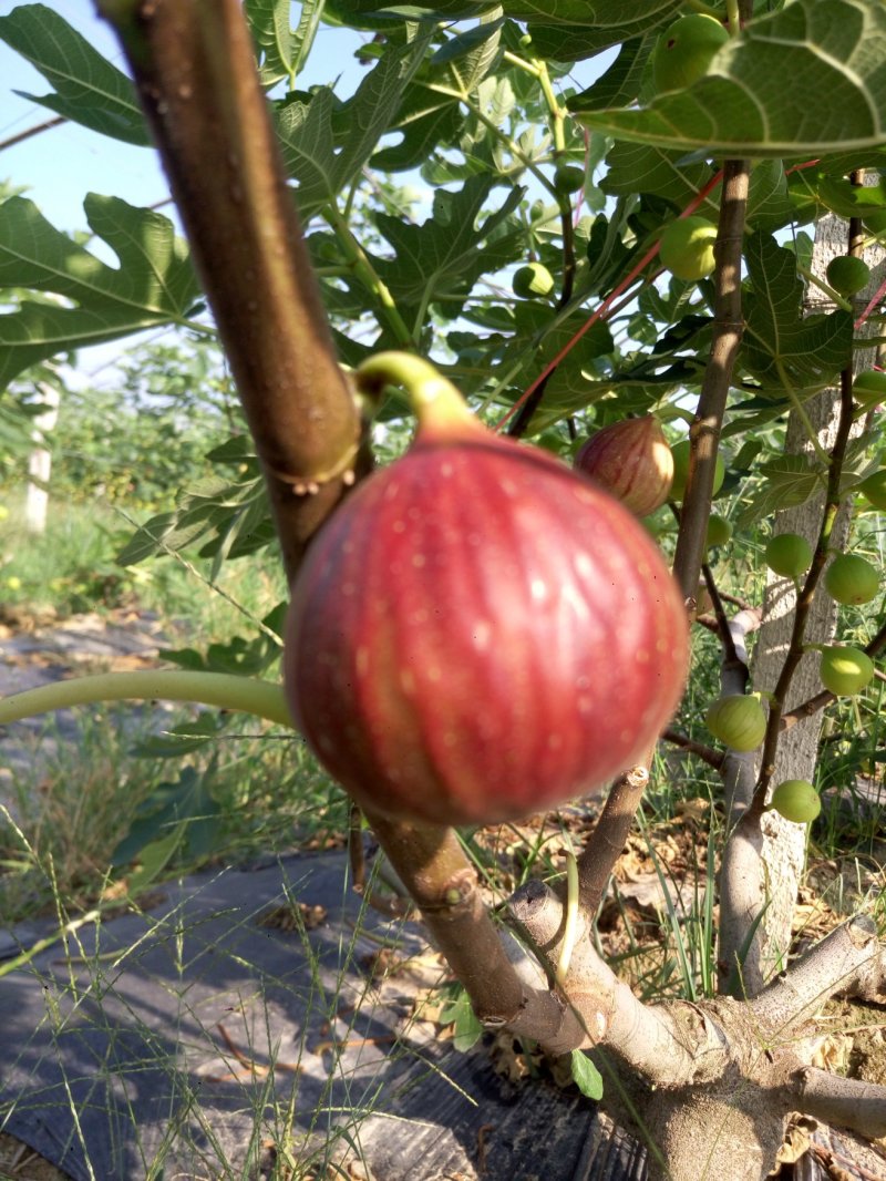 波姬红无花果苗1年苗抗病性强管理简单提供技术