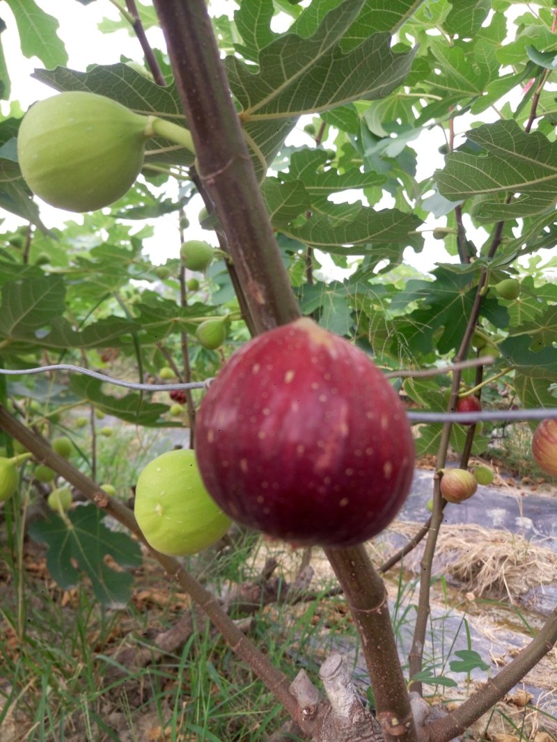 波姬红无花果苗1年苗抗病性强管理简单提供技术