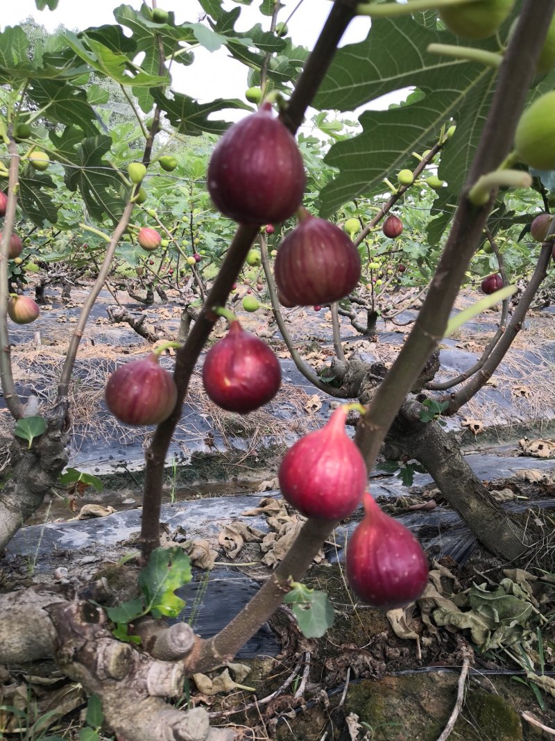 波姬红无花果苗1年苗抗病性强管理简单提供技术