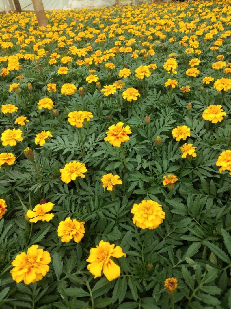 孔雀草（一手货源）（园林绿化）草花种植