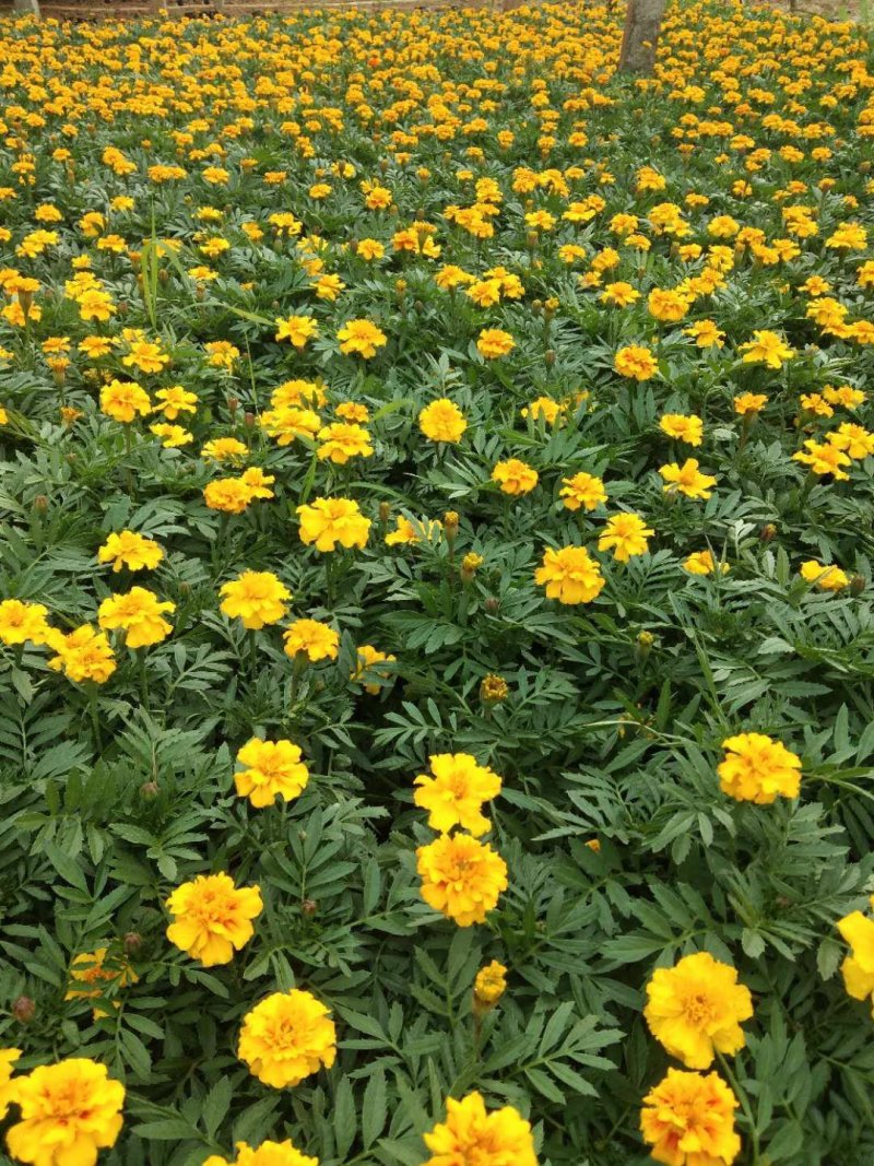 孔雀草（一手货源）（园林绿化）草花种植