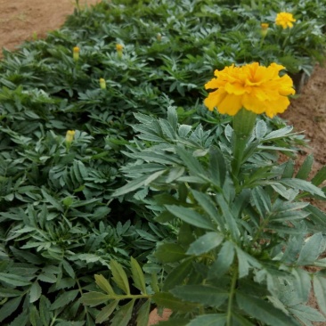 孔雀草（一手货源）（园林绿化）草花种植