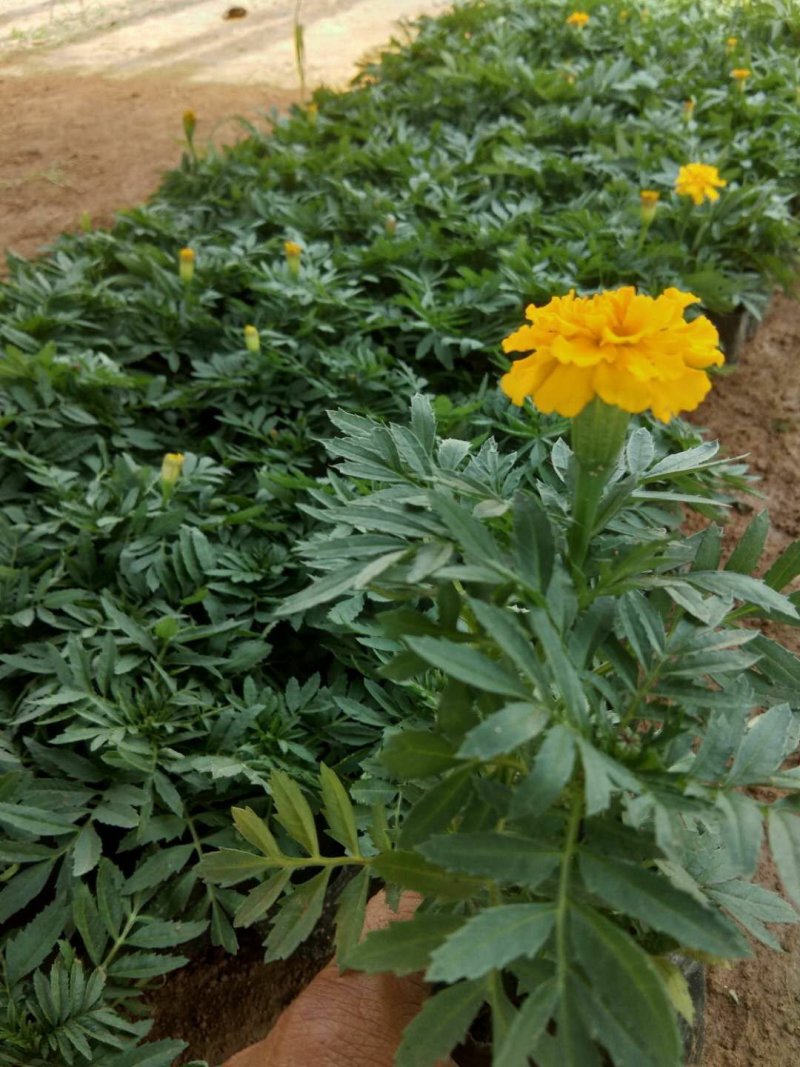 孔雀草（一手货源）（园林绿化）草花种植