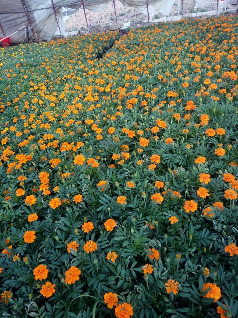 孔雀草（一手货源）（园林绿化）草花种植