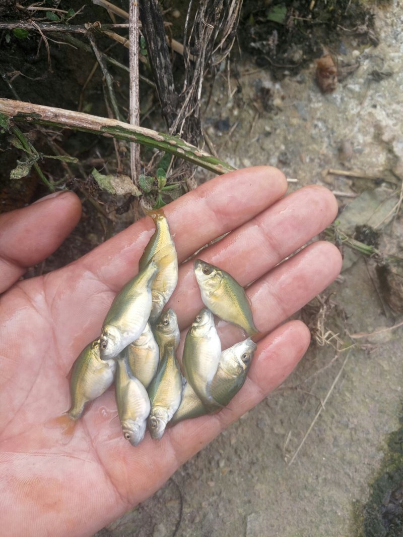 草鱼苗，（抗病力强，长势快，成活率高），各种鱼苗