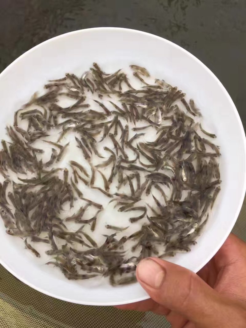 【产地发货】胭脂鱼苗，美人鱼鱼苗，一帆风顺鱼苗，提供技术