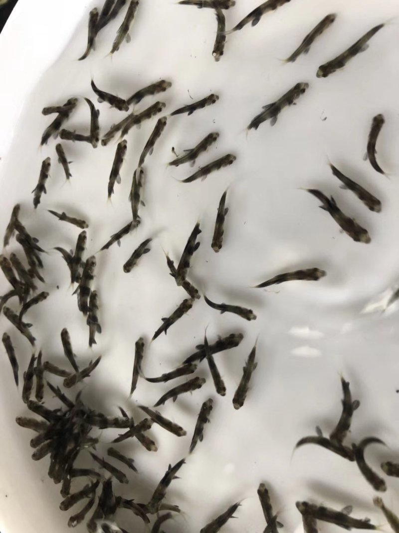 【产地发货】胭脂鱼苗，美人鱼鱼苗，一帆风顺鱼苗，提供技术