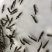 【产地发货】胭脂鱼苗，美人鱼鱼苗，一帆风顺鱼苗，提供技术