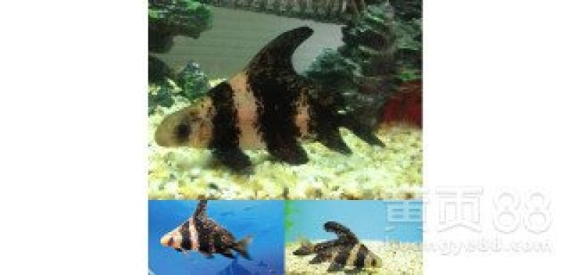 【产地发货】胭脂鱼苗，美人鱼鱼苗，一帆风顺鱼苗，提供技术