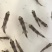 【产地发货】胭脂鱼苗，美人鱼鱼苗，一帆风顺鱼苗，提供技术