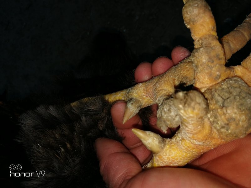 大量老扇鸡