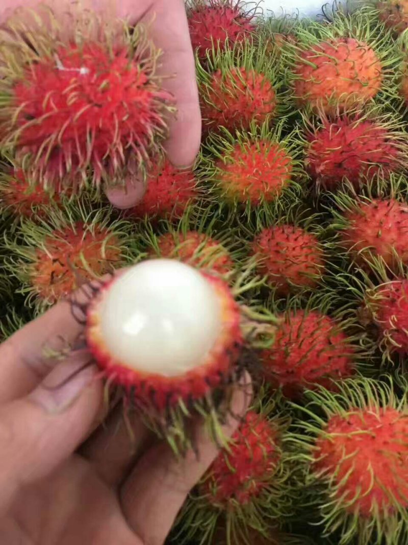 泰国红毛丹整件批发