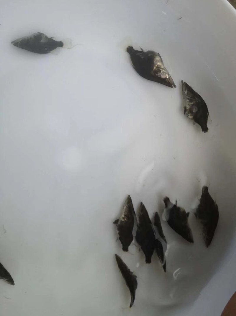【产地发货】桂花鱼苗，鳜鱼苗，免费提供养殖技术