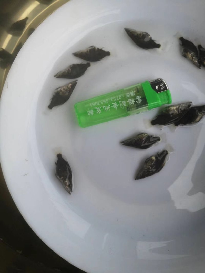 【产地发货】桂花鱼苗，鳜鱼苗，免费提供养殖技术