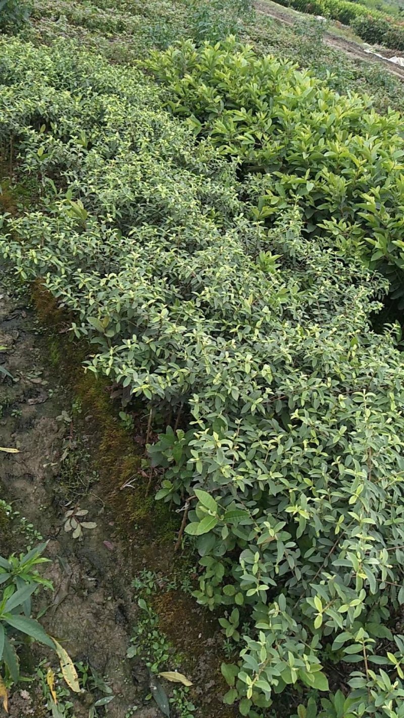 各种番石榴苗