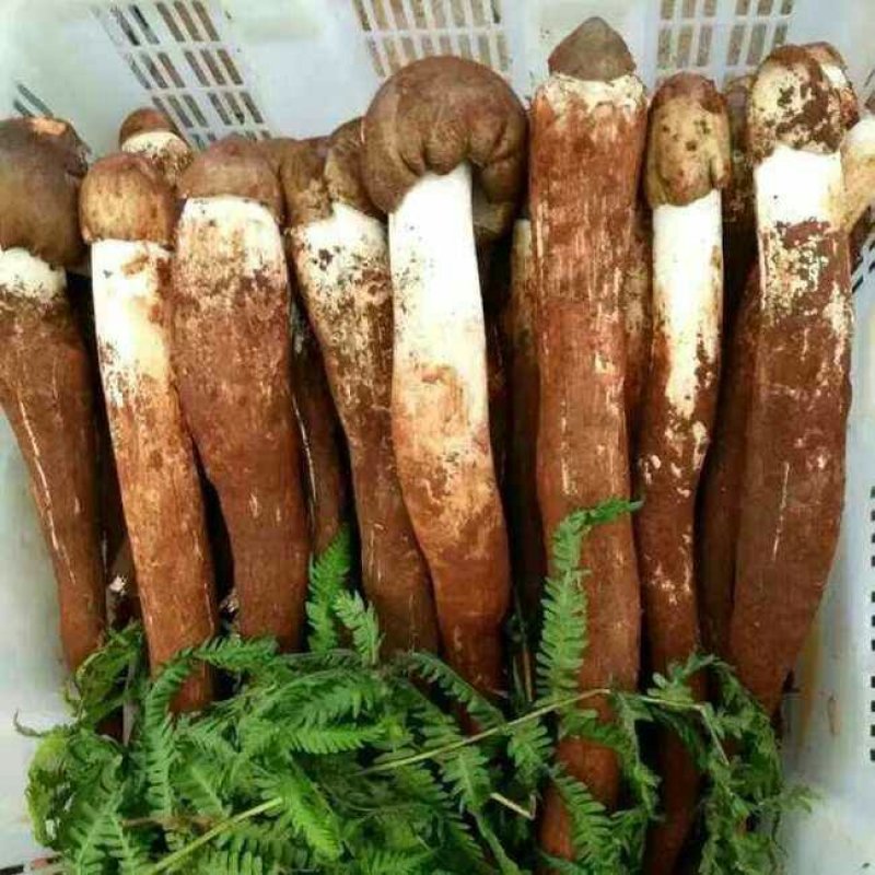 云南野生黑帽鸡枞
