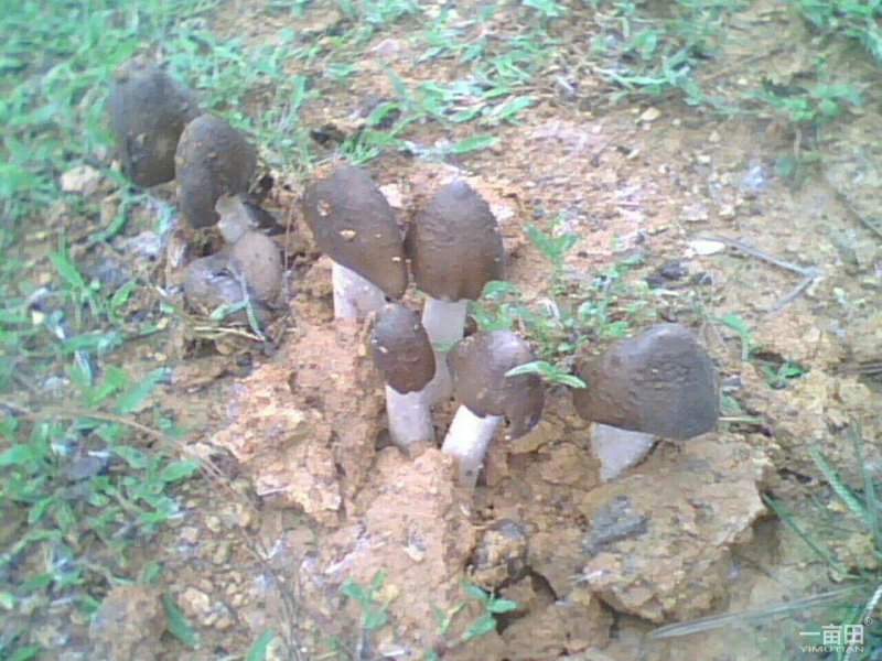 云南野生黑帽鸡枞
