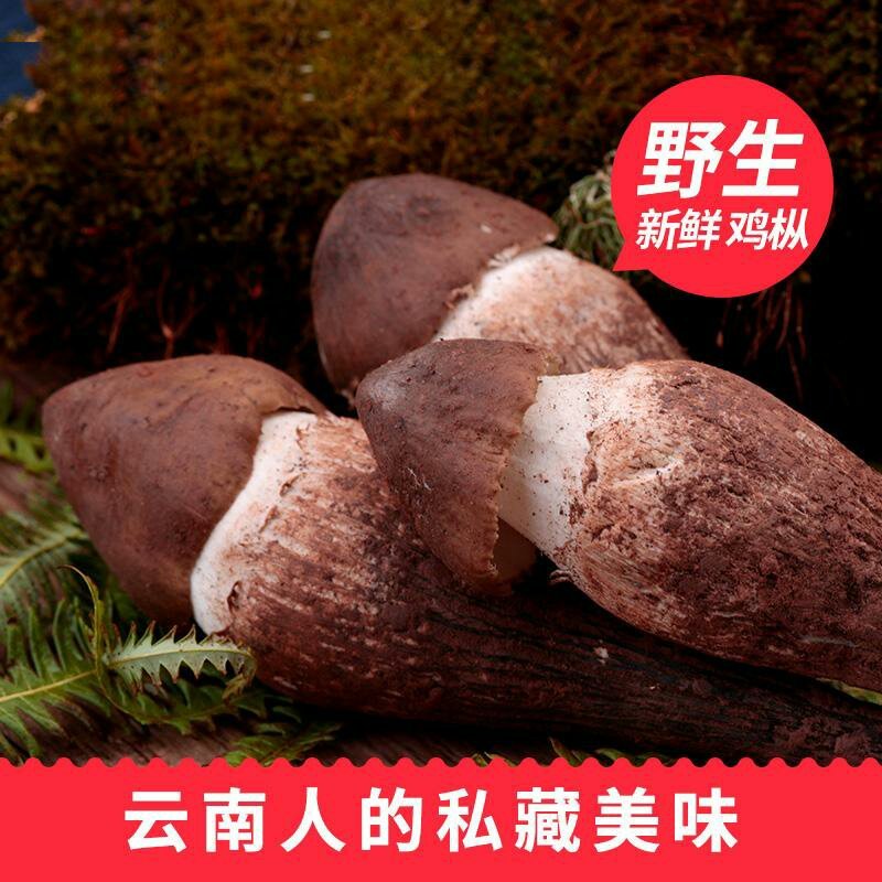 云南野生黑帽鸡枞
