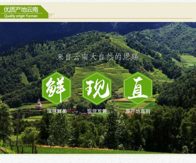 云南野生黑帽鸡枞
