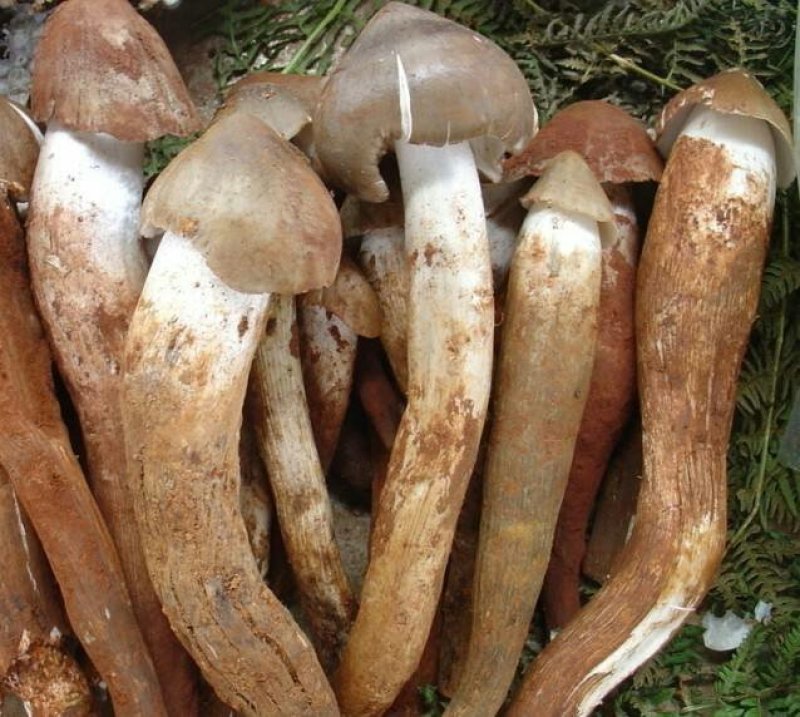 云南野生黑帽鸡枞