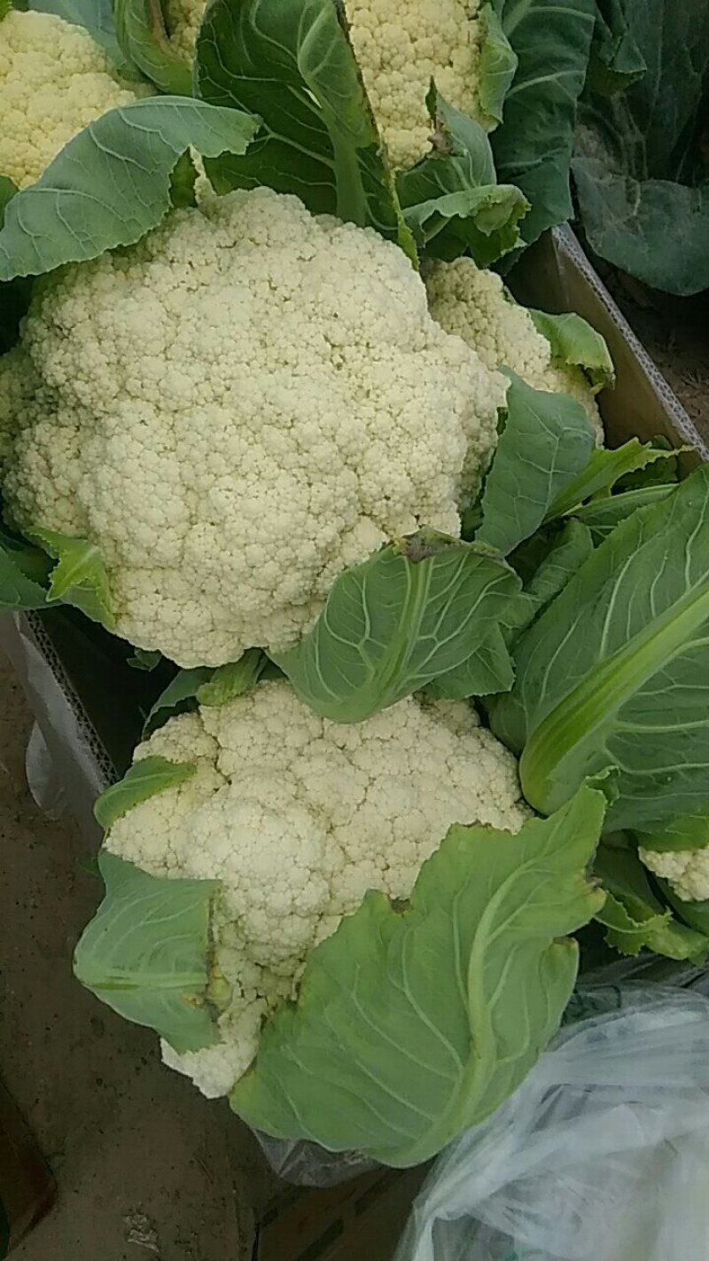 有机花菜