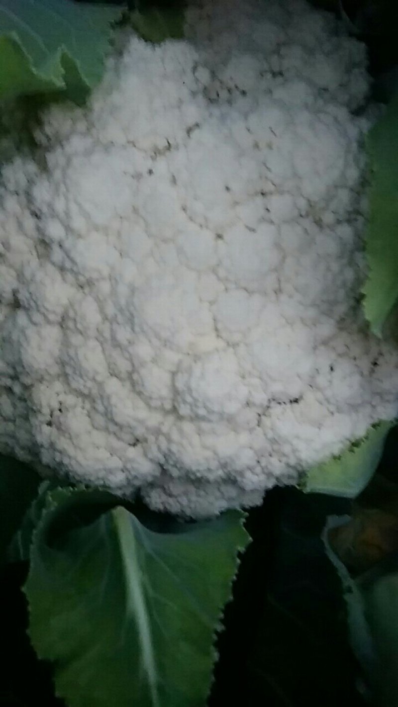 有机花菜
