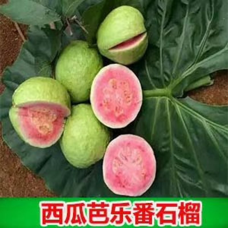 各种番石榴苗