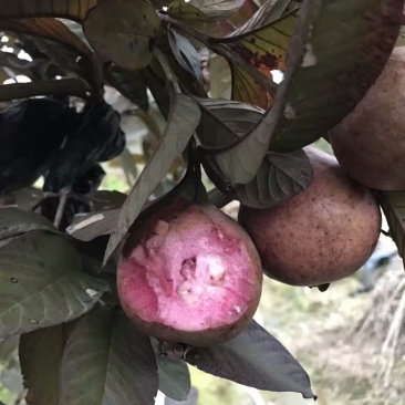 各种番石榴苗