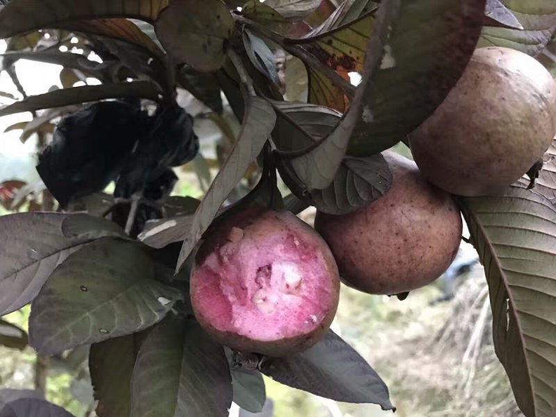 各种番石榴苗