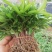 花椒苗