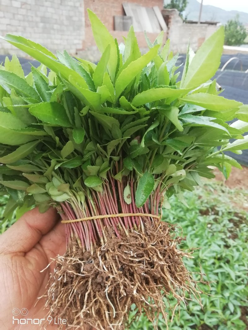 花椒苗