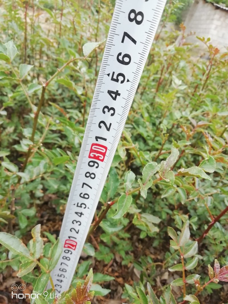 花椒苗