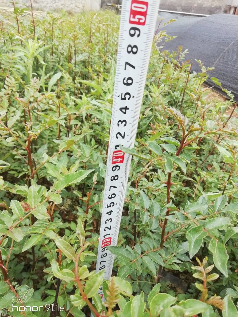 花椒苗