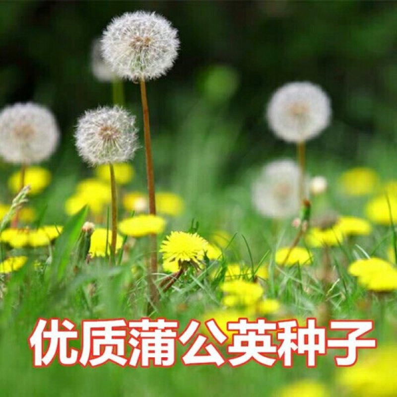 野生蒲公英种子春秋季种植蒲公英用途广易种植亩用量3斤左右