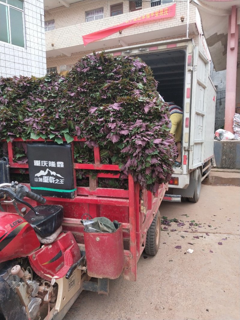 【牛商推荐】良庆精选紫苏基地直发保质保量诚信经营