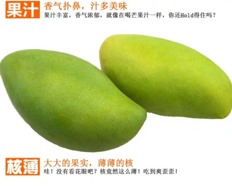 青芒玉芒单果种300g~400g10斤49元包邮