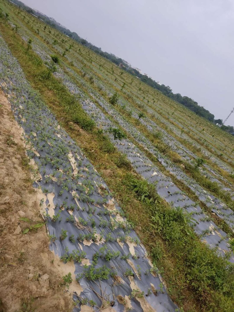 百亩蔓荆子苗基地，蔓荆子苗，蔓荆子扦插苗