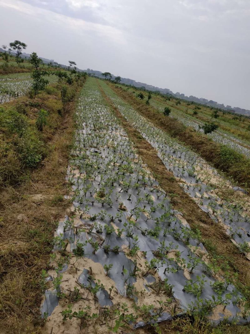 百亩蔓荆子苗基地，蔓荆子苗，蔓荆子扦插苗