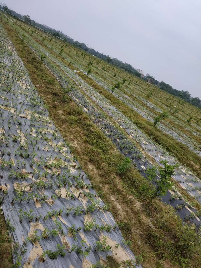 百亩蔓荆子苗基地，蔓荆子苗，蔓荆子扦插苗