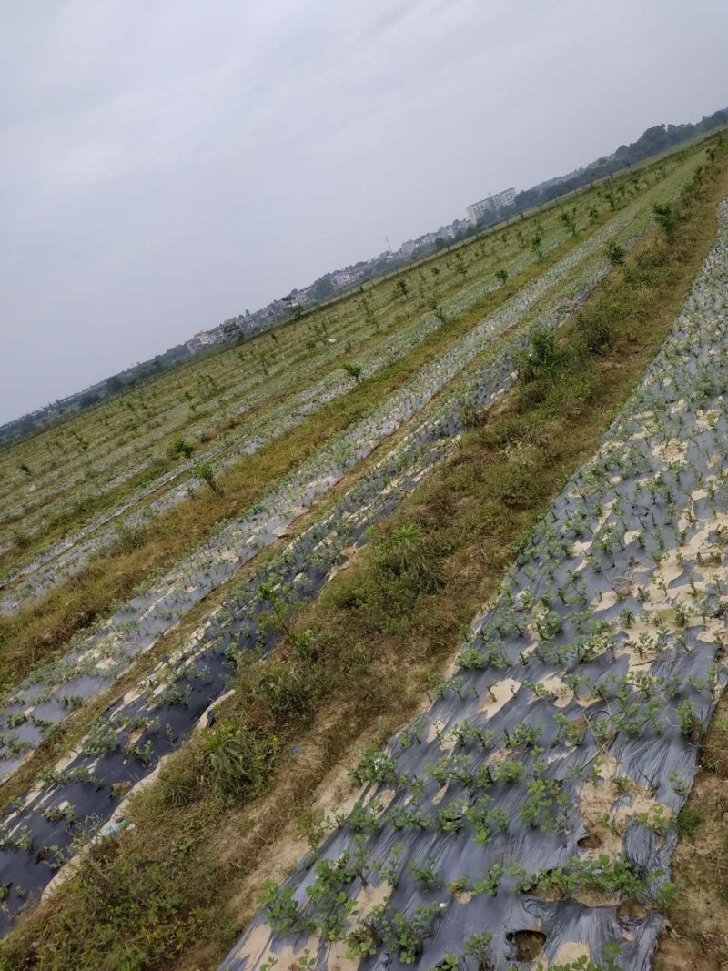 百亩蔓荆子苗基地，蔓荆子苗，蔓荆子扦插苗