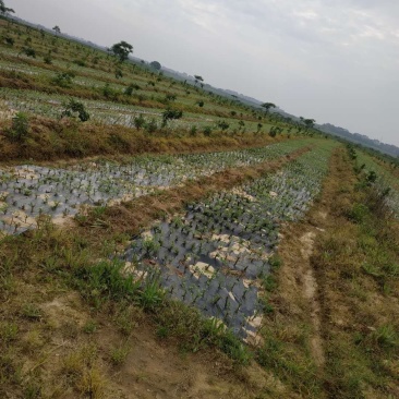 百亩蔓荆子苗基地，蔓荆子苗，蔓荆子扦插苗