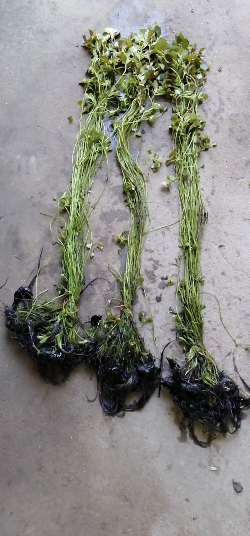 青菱角种子菱角苗高产红菱角红菱角苗水生植物