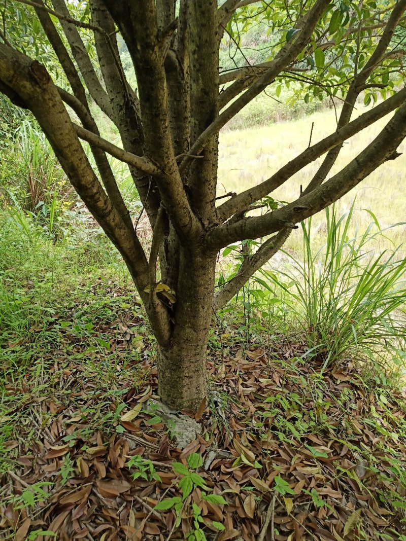湖北咸宁桂花树苗根系发达存活率高农户直销价格实惠