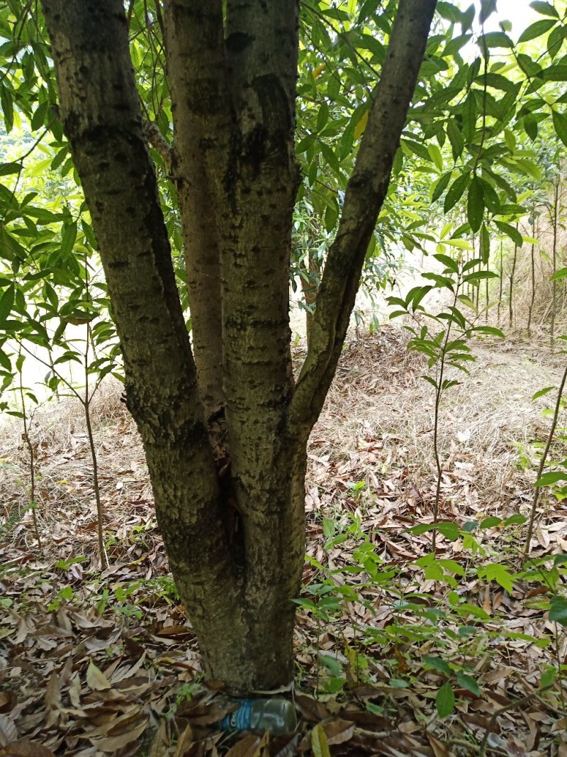 湖北咸宁桂花树苗根系发达存活率高农户直销价格实惠