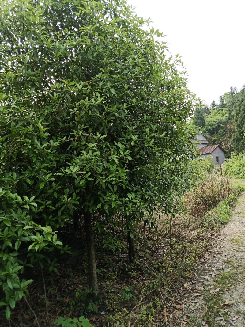 湖北咸宁桂花树苗根系发达存活率高农户直销价格实惠